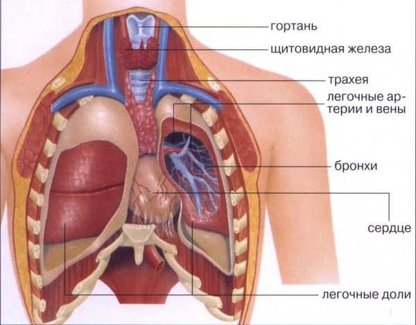 Где Болит Сердце У Человека Фото