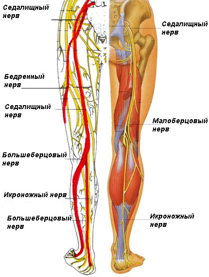 Что делать если сильно болит левая нога